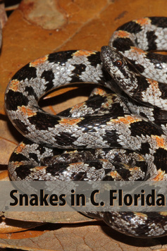 Snakes in C. Florida, a blog post from www.shannoncarnevale.com